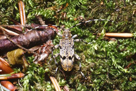 Cerambice a venature gialle (foto: E.Zappi)