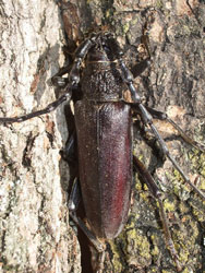 Cerambice della quercia - Cerambyx welensii (foto: G.Giovagnoli)