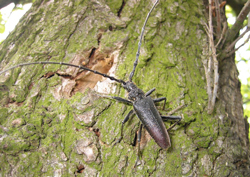Cerambice della quercia o capricorno maggiore - (Cerambyx cerdo)(foto: O.Vahala)