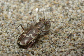 Cicindela delle spiagge (foto di: B.Miceli)