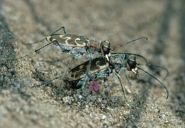 Cicindela di fiume (foto: S.Tinelli)