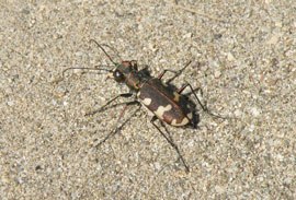 Cicindela di maggio (foto di: R.Fabbri)