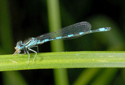 Damigella di Mercurio o Agrion di Mercurio (foto: R.Sindaco)