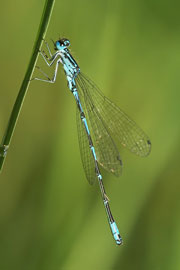 Damigella variabile (foto: S.Faggioli)