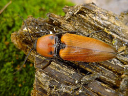 Ferretto arancio (foto: S.Krejcic)