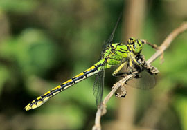 Gonfo coda di serpente verde o Gonfo verde (foto: F.Sacchi)