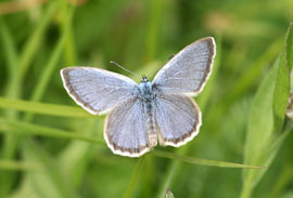 Licena azzurra della genziana minore (foto: M.Rowlings) 