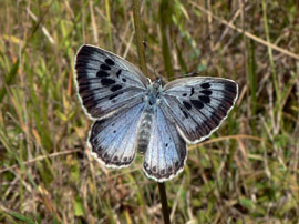 Licena azzurra del timo(foto: D.Genoud)