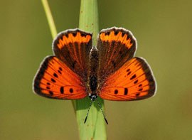 Licena delle paludi (foto: F.Sacchi)