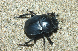 Scarabeo stercorario delle spiagge o Scarabeo semipunteggiato (foto: A.Marinelli)