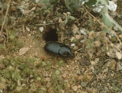 Acinopo delle sabbie (foto: P.Giachino e D.Vailati)