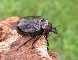 Scarabeo eremita odoroso (foto: M.Uliana)