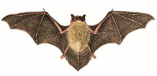 Pipistrello albolimbato (Disegno di Umberto Catalano - Ministero ATTM)