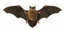 Pipistrello comune (Disegno di Umberto Catalano - Ministero ATTM)