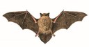 Pipistrello di Nathusius (Disegno di Umberto Catalano - Ministero ATTM)