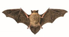 Pipistrello di Nathusius (Disegno di Umberto Catalano - Ministero ATTM)