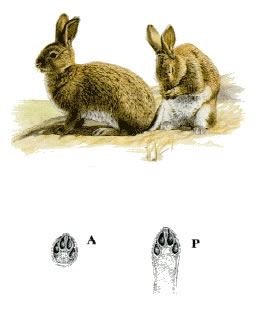 Coniglio selvatico