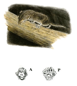 Crocidura minore