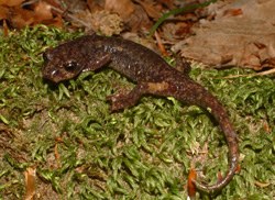 Geotritone italiano (autore: G.Tedaldi)