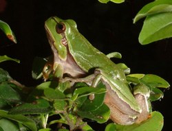 Raganella italiana (autore: G.Tedaldi)