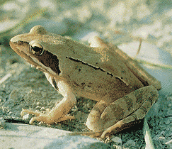 Rana agile o dalmatina