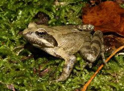 Rana appenninica (autore: G.Tedaldi)