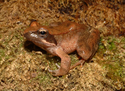 Rana di Lataste (autore: G.Tedaldi)