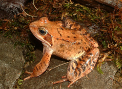 Rana temporaria (autore: G.Tedaldi)