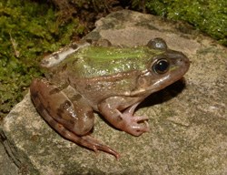 Rana verde (autore: G.Tedaldi)