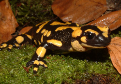 Salamandra pezzata (autore: G.Tedaldi)