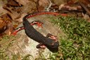 Salamandrina di Savi (foto: G.Tedaldi)