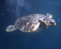 Tartaruga caretta o comune (Fondazione cetacei onlus)