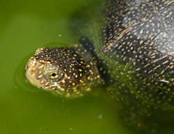 Testuggine palustre europea(autore: G.Tedaldi)