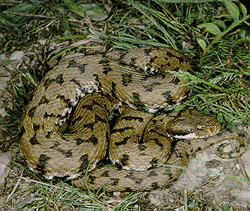 Vipera comune