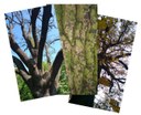 documentazione_foto_alberi.jpg