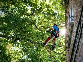 Interventi conservativi in Tree climbing_Stefano Tedioli.jpg