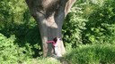 Foto: tronco quercia a VillaGhigi a Bologna (autore M.V. Biondi).JPG