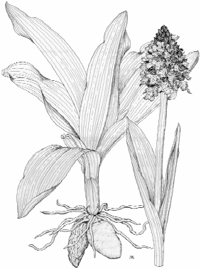 Orchis purpurea