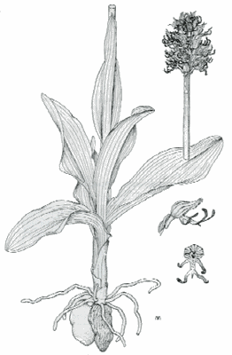 Orchis simia