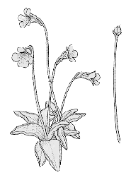 Pinguicula vulgaris