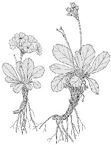 Primula apennina