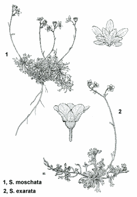 Saxifraga moschata