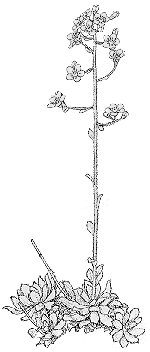 Saxifraga paniculata