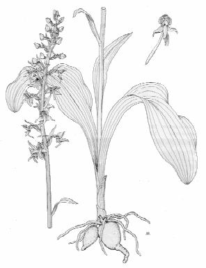 Platanthera chlorantha