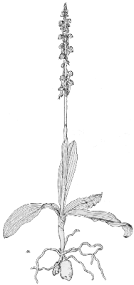 Aceras anthropophorum