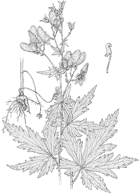 Aconitum variegatum