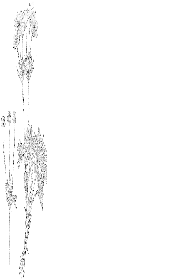 Anemone narcissiflora L.