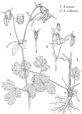 Aquilegia vulgaris