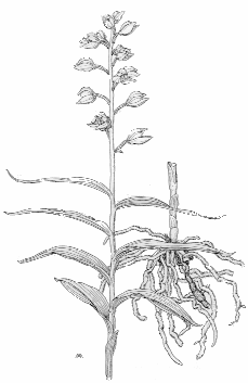 Cephalanthera longifolia