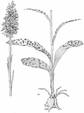 Dactylorhiza maculata